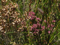 Erica corifolia