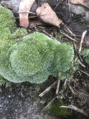 Bryum argenteum