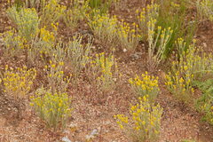 Angianthus tomentosus