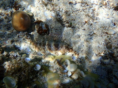 Siganus spinus