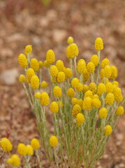 Angianthus tomentosus