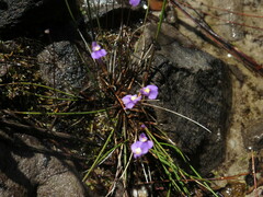 Utricularia
