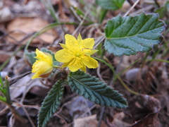 Corchorus confusus