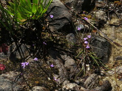 Utricularia