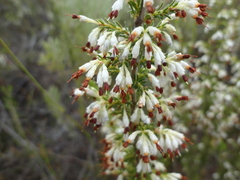 Erica imbricata
