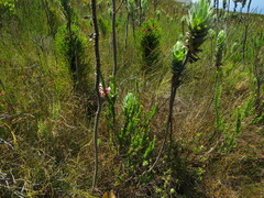 Erica perspicua perspicua