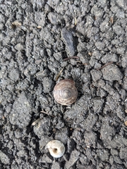Trochomorphidae