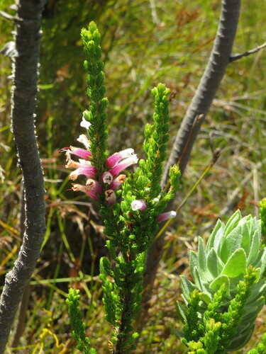 Image of Pink Muslim Heath (Erica macowanii) by (c) Jeremy Gilmore, some rights reserved (CC BY)