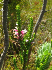 Erica perspicua perspicua