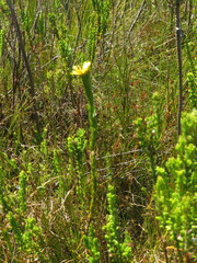 Ursinia quinquepartita