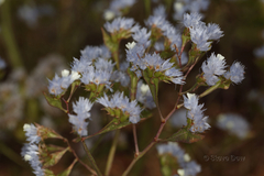 Limonium sinuatum