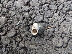 Cyclophorus formosaensis