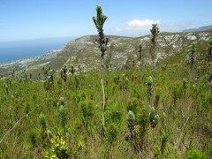 Osmitopsis asteriscoides