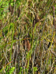 Nevillea obtusissima