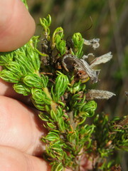 Erica perspicua perspicua