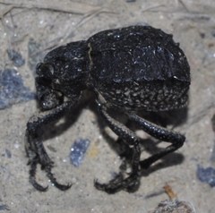 Brachycerus muricatus