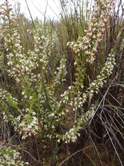 Erica imbricata