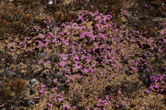 Levenhookia leptantha