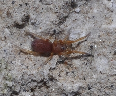 Prodidomus amaranthinus