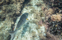 Kyphosus cornelii