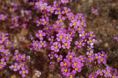 Levenhookia leptantha