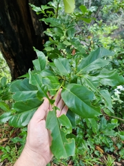 Ocotea foetens