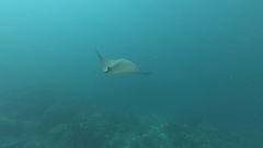 Mobula