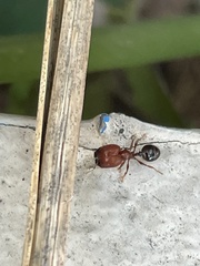 Pheidole