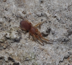 Prodidomus amaranthinus