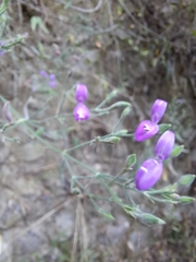 Hypoestes cumingiana