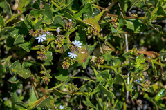 Scaevola crassifolia