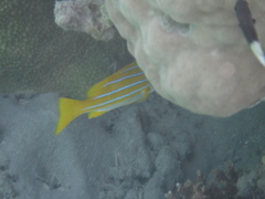 Lutjanus kasmira
