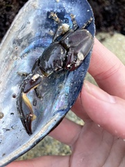 Petrolisthes cinctipes