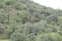 Aloe ferox