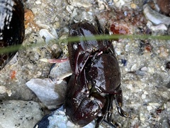 Petrolisthes cinctipes