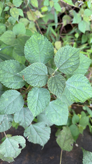 Boehmeria nivea