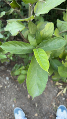 Ficus hispida