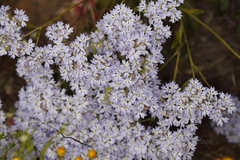 Dampiera eriocephala