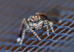 Maratus leo