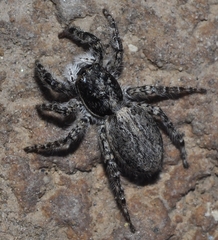 Menemerus bivittatus