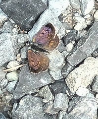 Lycaena tama