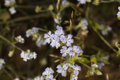 Dampiera eriocephala