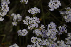 Dampiera eriocephala