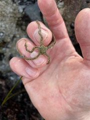 Amphiodia occidentalis