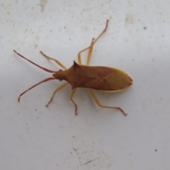 Gonocerus insidiator