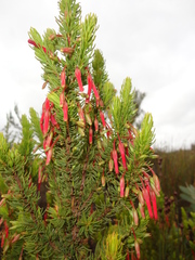 Erica plukenetii