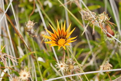Gazania × splendens