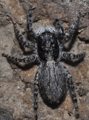 Menemerus bivittatus