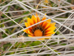 Gazania × splendens