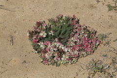 Lechenaultia macrantha